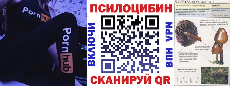 блэк спрут зеркало  Чишмы  Псилоцибиновые грибы GOLDEN TEACHER 